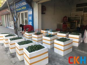 Tìm hiểu về đại lý thùng xốp tại Hà Nội
