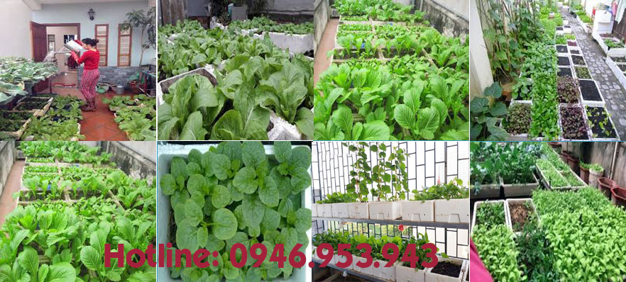 thùng xốp trồng rau thùng xốp trồng rau