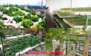 Lo thực phẩm bẩn, người dân Hà Nội mua thùng xốp lớn trồng rau